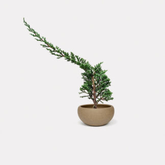 Sleeping Pine (S) - Uta