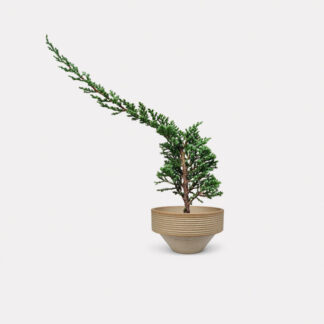 Sleeping Pine (S) - Yoichi
