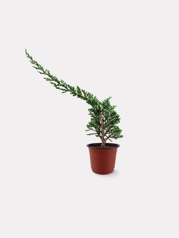 Sleeping Pine (S)