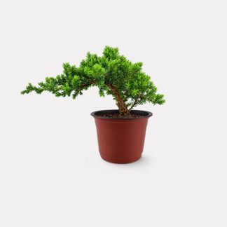 Sleeping Pine (XS) - Nursery Pot
