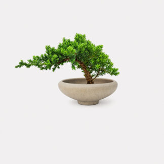 Sleeping Pine (XS) - Nelly