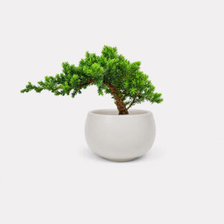 Sleeping Pine (XS) - Olaf