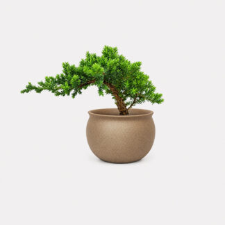 Sleeping Pine (XS) - Sho