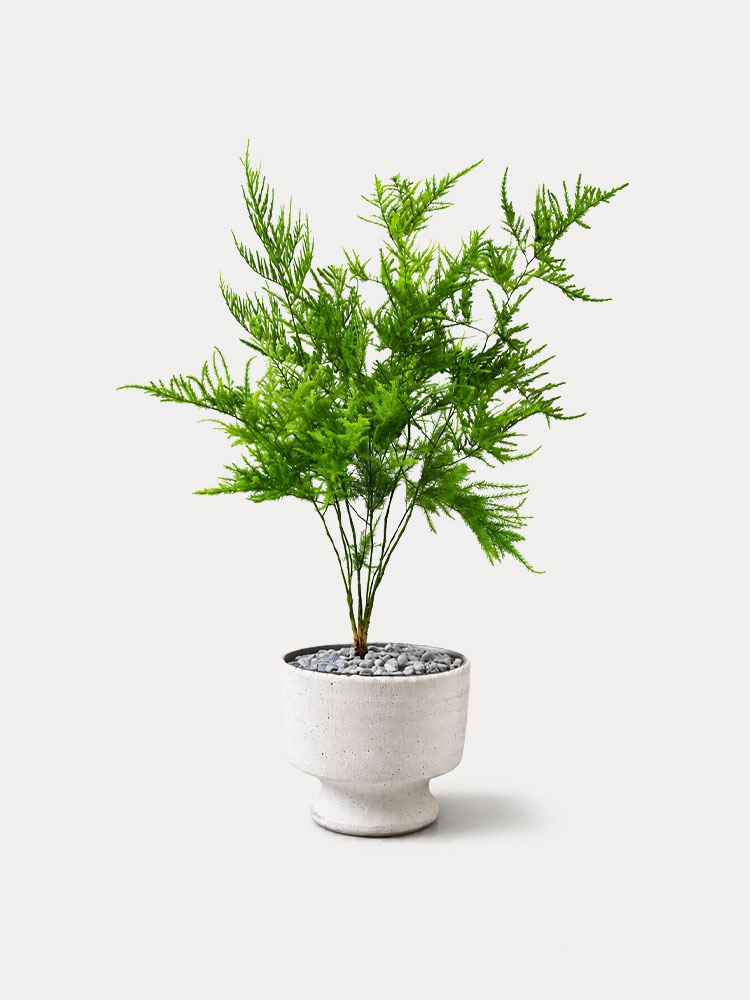 Asparagus Pyramidalis (S)