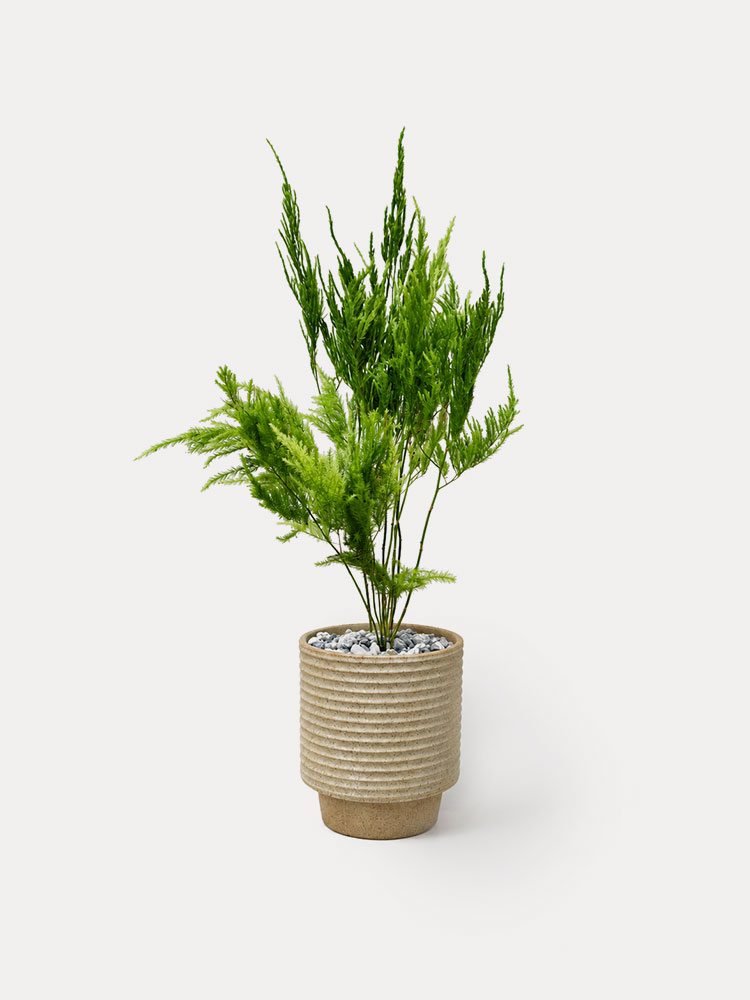 Asparagus Pyramidalis (S)