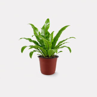 Bird Nest Fern (L)