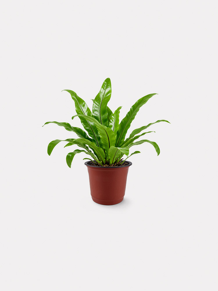 Bird Nest Fern (L)