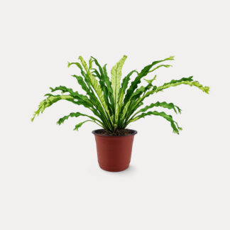 Varirgated Bird Nest Fern (M)