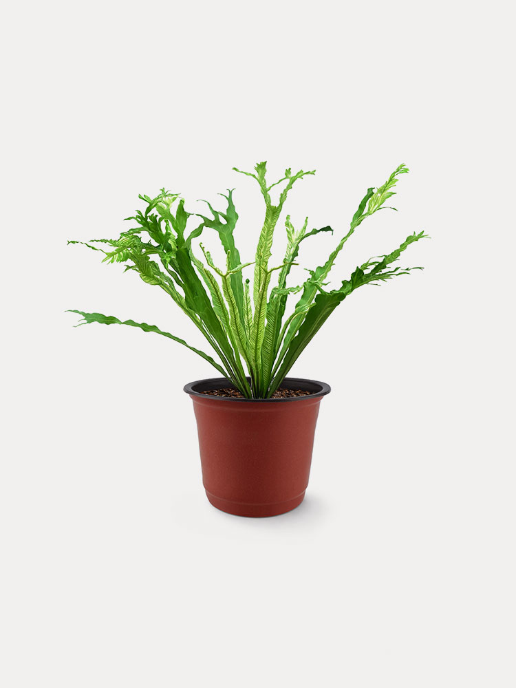 Variegated Bird Nest Fern (S)