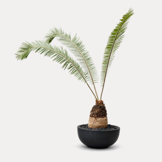 Cycas Silver Form (L)