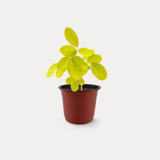 Dendrobium Umbellatum (XS)