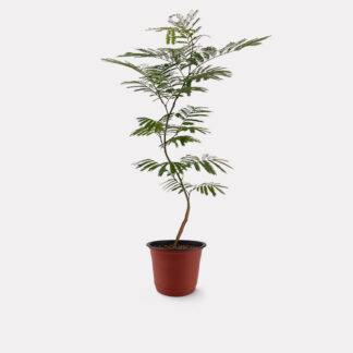 Everfresh Tree, Curved Stem (M) - Nursery Pot