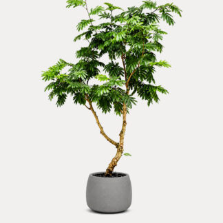 Everfresh Tree (XL)