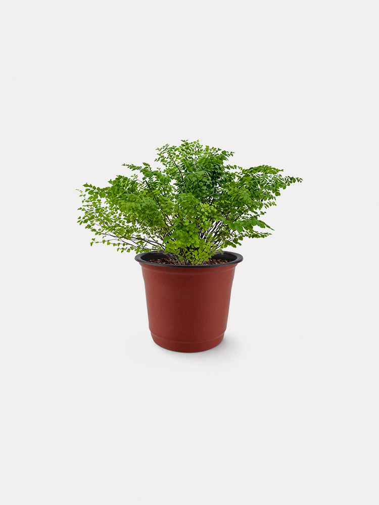Maidenhair Fern (S)