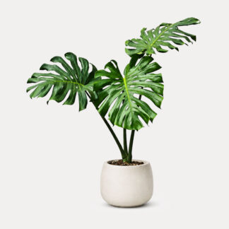 Monstera (L)