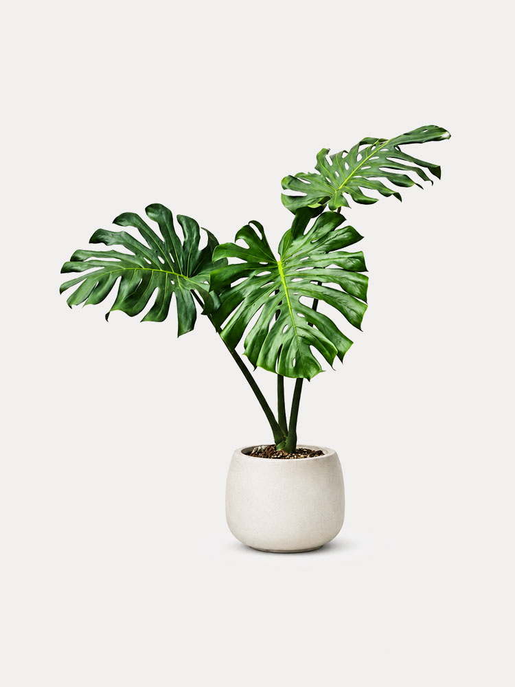 Monstera (L)