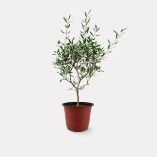 Olea Europaea El Greco, Olive Tree (M) - Nursery Pot