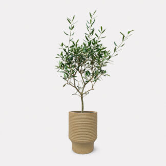 Olea Europaea El Greco, Olive Tree (M) - Ken