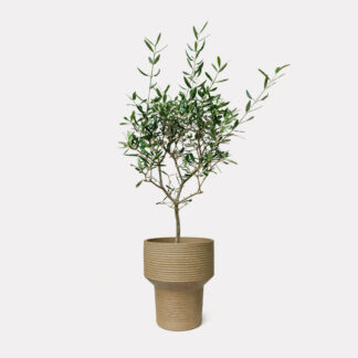 Olea Europaea El Greco, Olive Tree (M) - Kenta, Medium