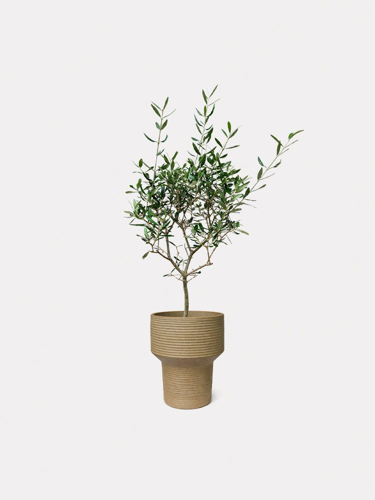 Olea Europaea El Greco (M)