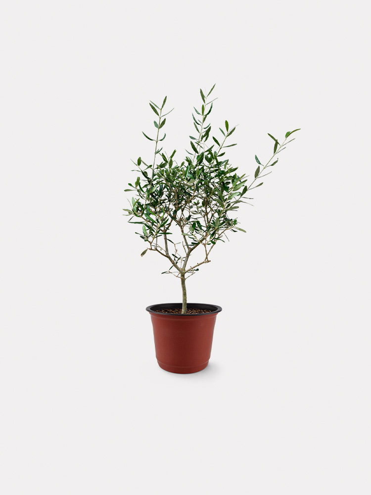 Olea Europaea El Greco, Olive Tree (M)