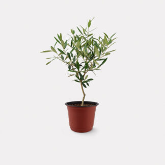 Olea Europaea Hinakaze, Olive Tree (M) - Nursery Pot