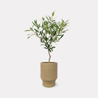 Olea Europaea Hinakaze, Olive Tree (M) - Ken