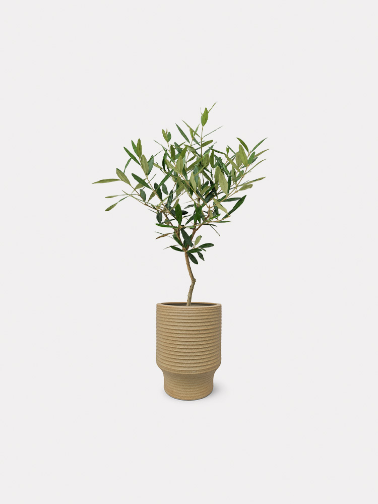 Olea Europaea Hinakaze (M)