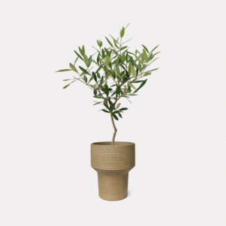 Olea Europaea Hinakaze, Olive Tree (M) - Kenta, Medium