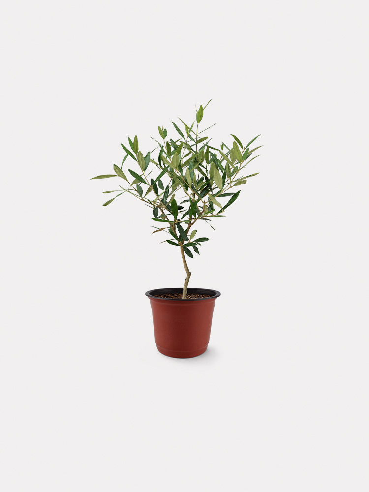 Olea Europaea Hinakaze, Olive Tree (M)