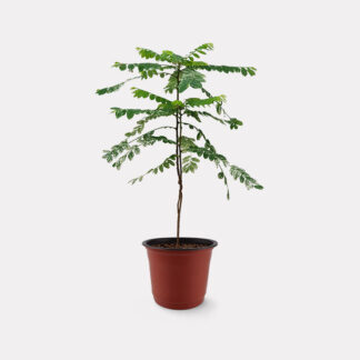 Varirgated Phyllanthus Pulcher (M)