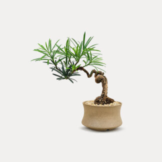 Podocarpus Bonsai (XS)