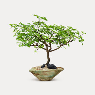 Rain Tree (M)