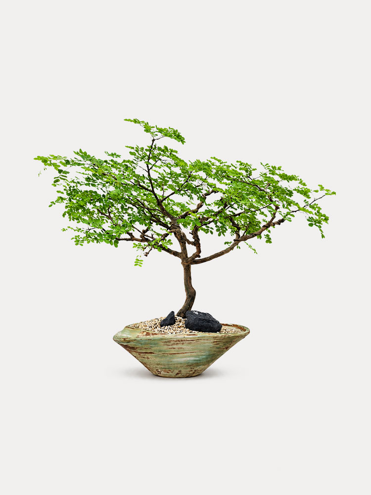 Rain Tree (M)