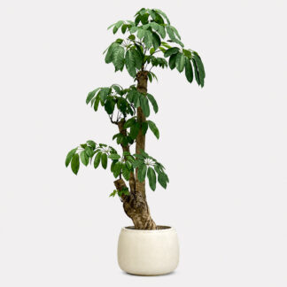 Schefflera Actinophylla (XL)