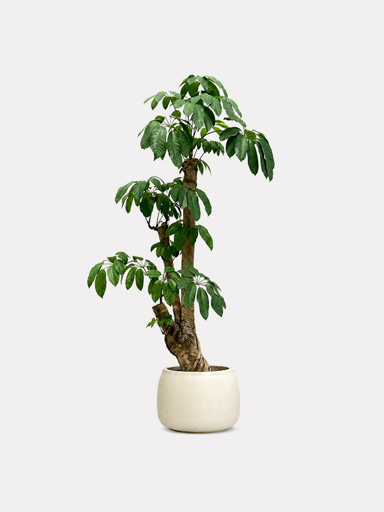 Schefflera Actinophylla (XL)
