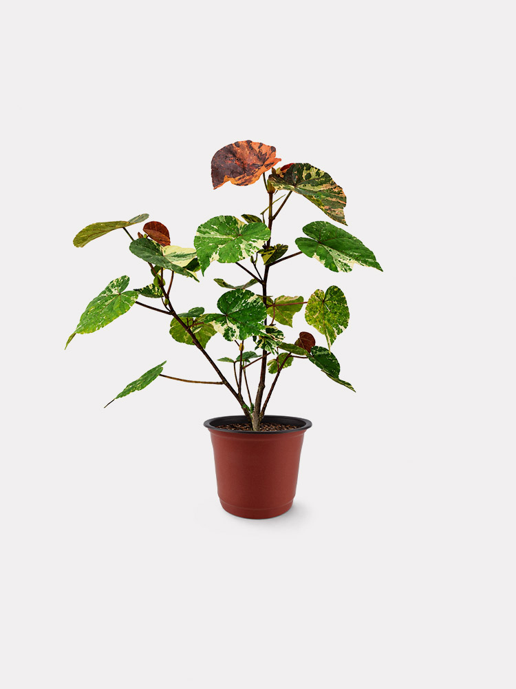 Sea Hibiscus (M)