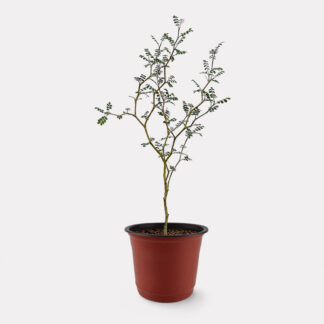 Sophora Prostrata, Little Baby (XS)