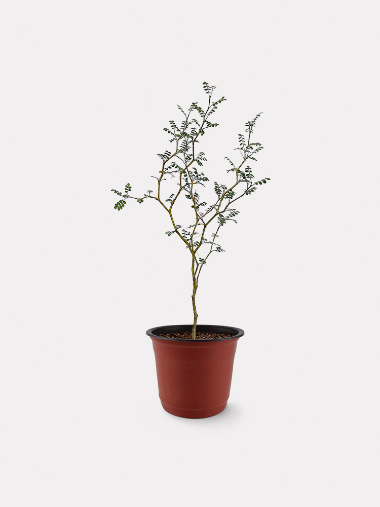 Sophora Prostrata, Little Baby (XS)