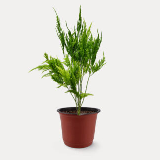 Asparagus Pyramidalis Fern (S)