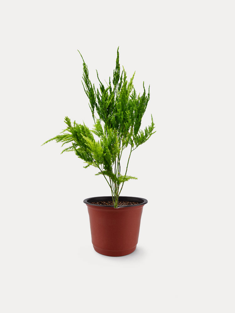 Asparagus Pyramidalis Fern (S)