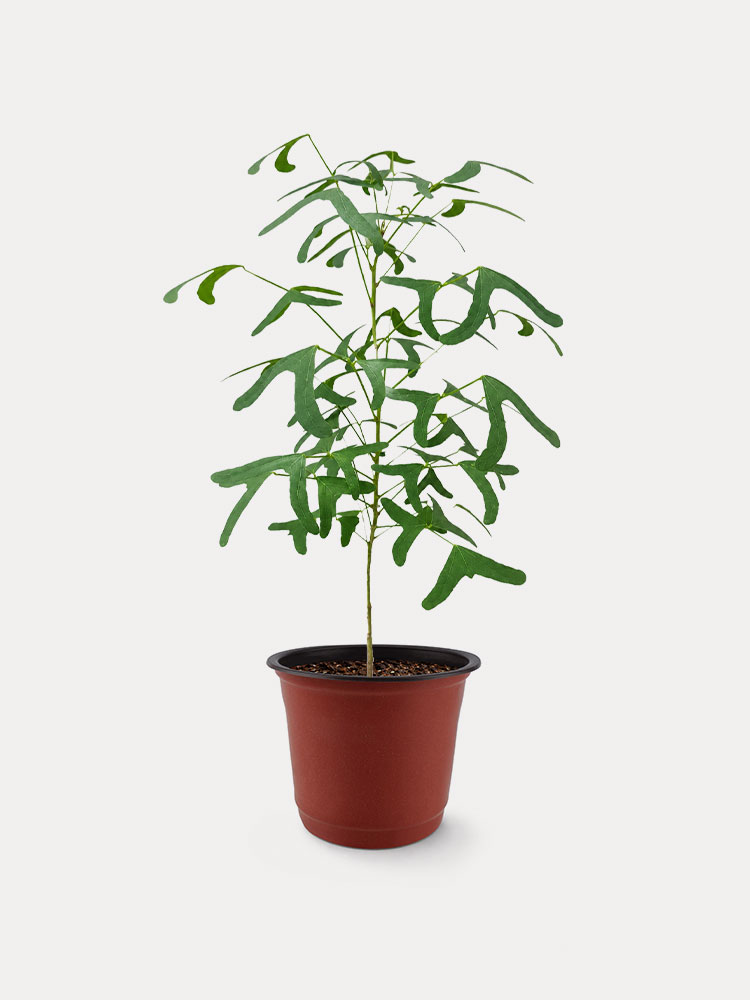 Erythrina Vespertilio (S)