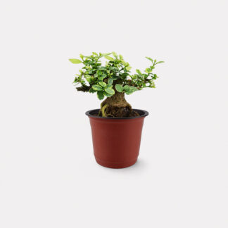 Variegated Premna (XS)
