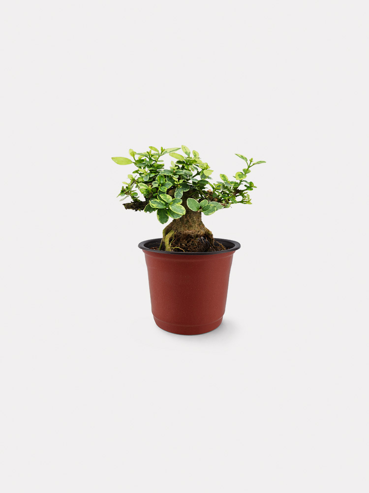 Variegated Premna (XS)