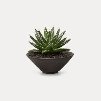 Agave Victoriae Rginae (XS)