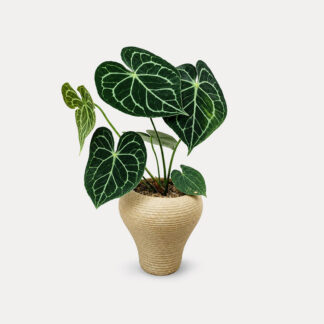 Anthurium Crystallinum (S)