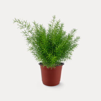 Asparagus Sprengeri Fern (M)