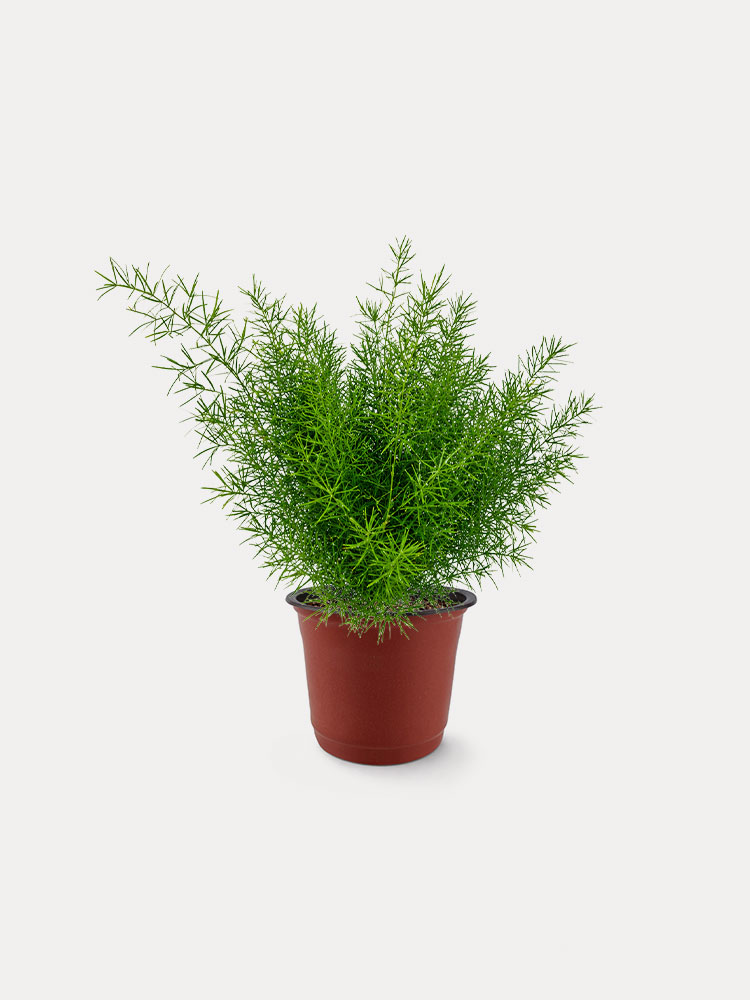 Asparagus Sprengeri Fern (M)