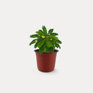 Biophytum Sensitivum (XS)