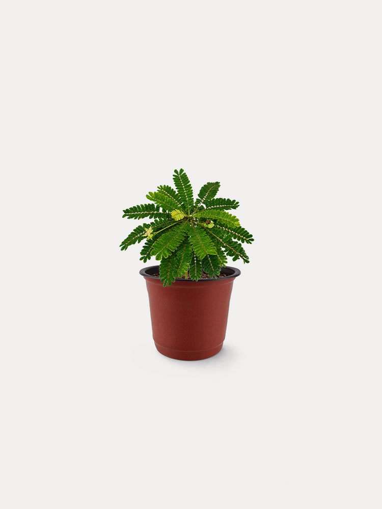 Biophytum Sensitivum (XS)